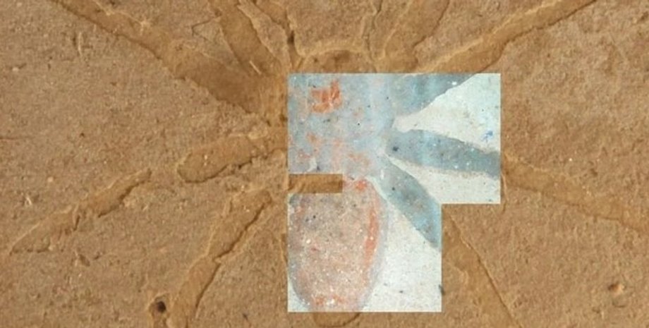 Древний паук, окаменелость