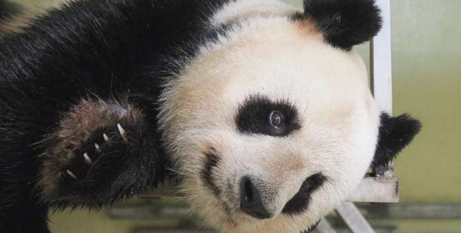 Панда
