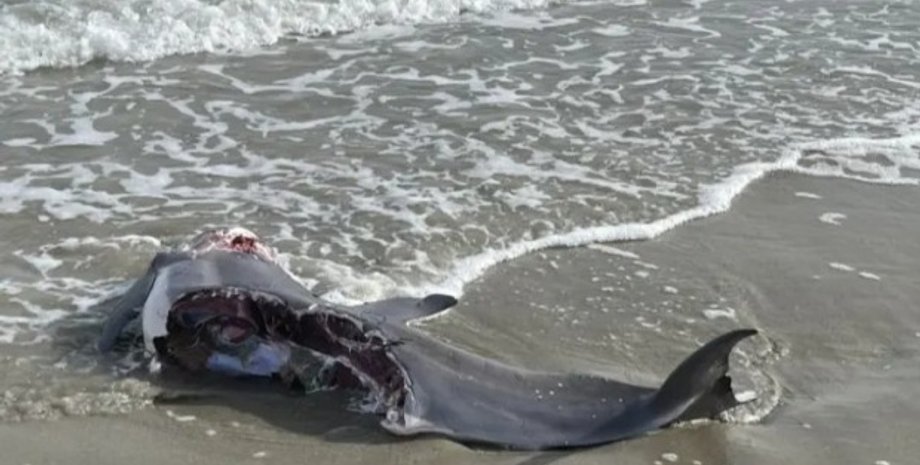 нападение акулы на дельфина , нападение акулы на дельфина фото,