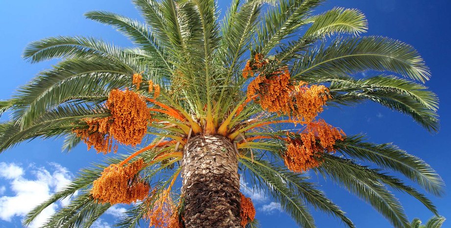 Фото: Britannica