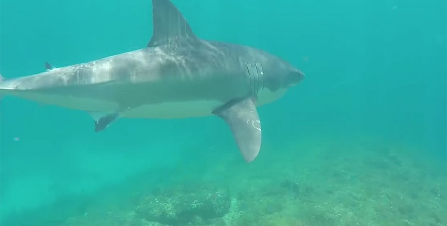 Большая белая акула/Фото: laguna-akul.ru