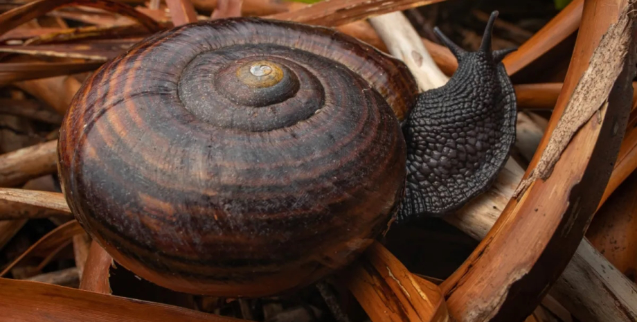 плотоядные черные моллюски черные улитки