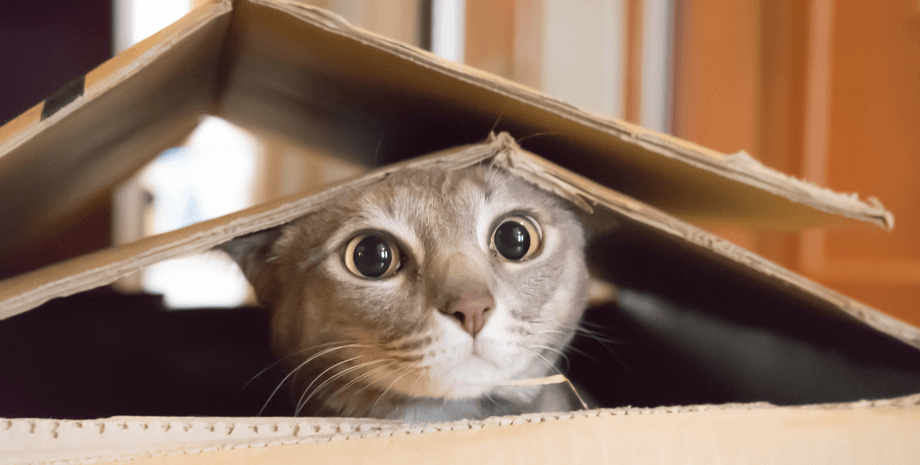 Кішка ховається в картонній коробці — схожа ситуація сталася в Німеччині, де тварина заснула в посилці, яку помилково відправили