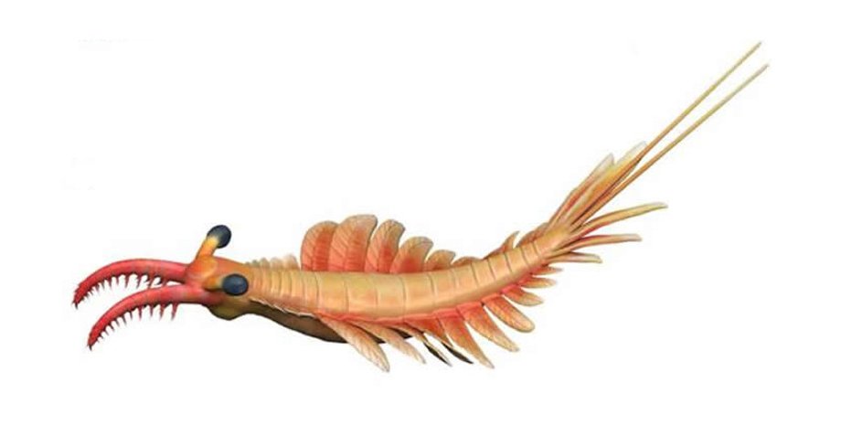 стародавній краб, радіодонти