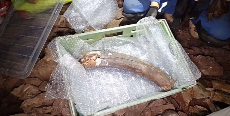 кость животного, ледниковый период, останки древнего живтного