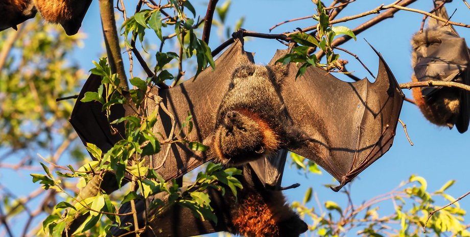 летучие мыши, дерево, природа, фото