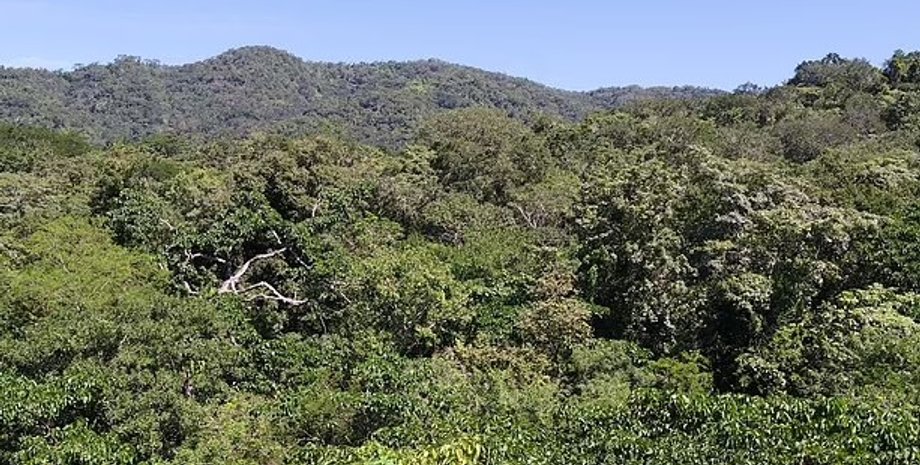 лес, высадка деревьев, высадка лесов