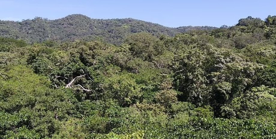 Шкоду завдану планеті приватними польотами не компенсувати висадкою лісів ліс, висадка дерев, висадка лісів