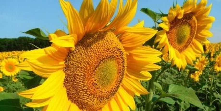 Фото: "Агропортал"