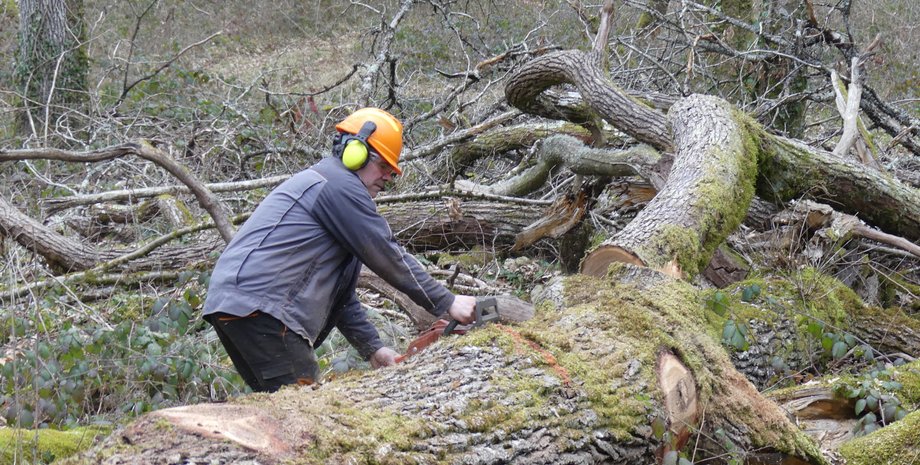 нотр дам, дубы