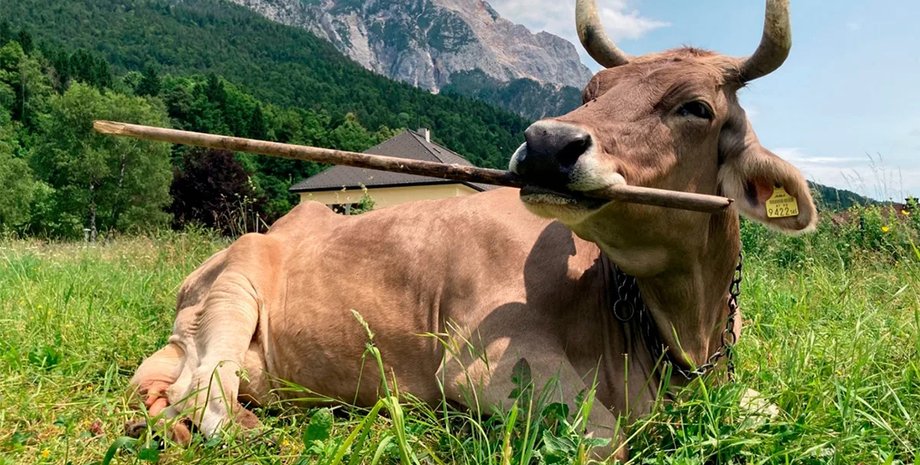 корова мітла