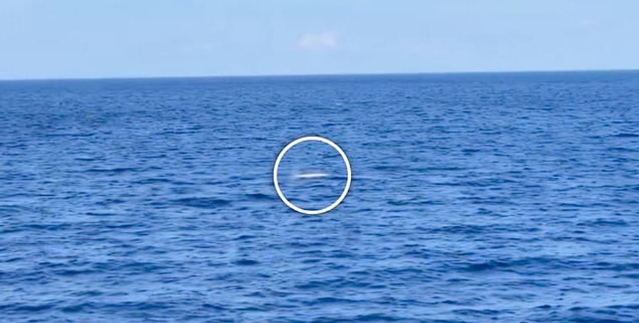 белый кашалот, океан, вода, фото