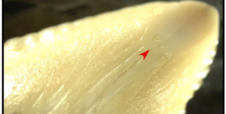 Древние ножи из акульих зубов, Археологическая находка из Сулавеси, Оружие тоальской культуры, Оружие эпохи неолита, Индонезийская археология, Ритуальное оружие, Доисторические культуры, Символика океанских хищников, Археологические находки