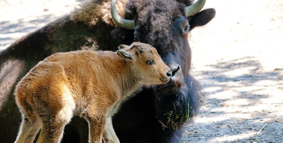 бізони, бізони київський зоопарк, бізони київ