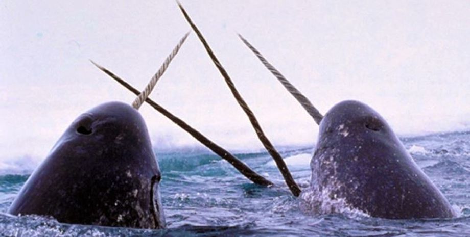 нарвалы в океане