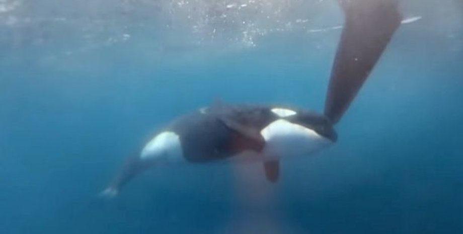 Яхты сталкиваются с атаками косаток на мелководных участках