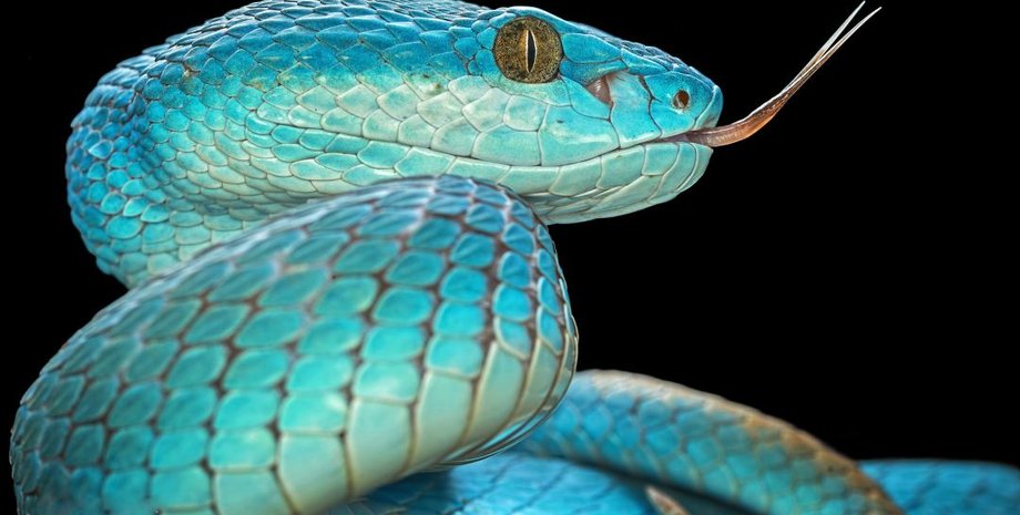 змія, мова, очі, фото