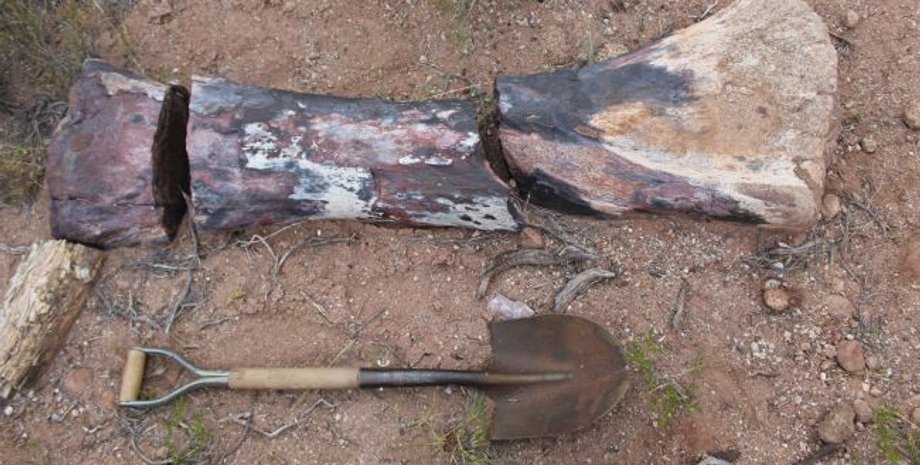 Аргентина, палеонтологи, длинноший динозавр, гигантский, 30 метров, исследование находок, титанозавр, дорожно-транспортное происшествие, травоядный, останки, останки