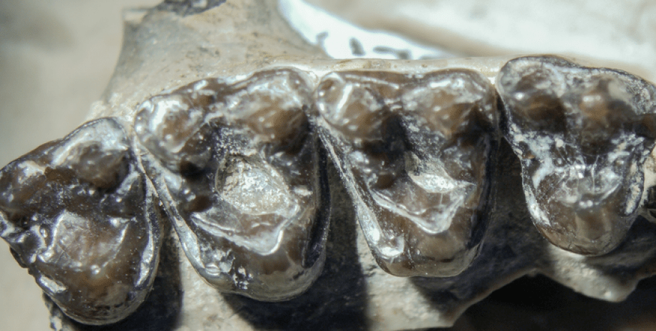 Зуби древнього примата