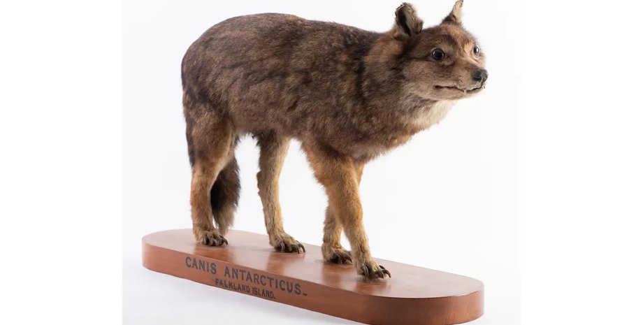 фолклендський вовк вимер