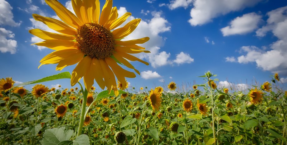 дпсу, пограничники, словакия, граница, шри-ланка, иностранцы, граница, наблюдение