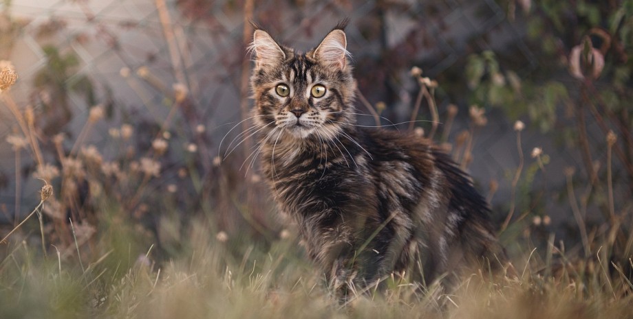 Мейн-кун, кот, домашний кот