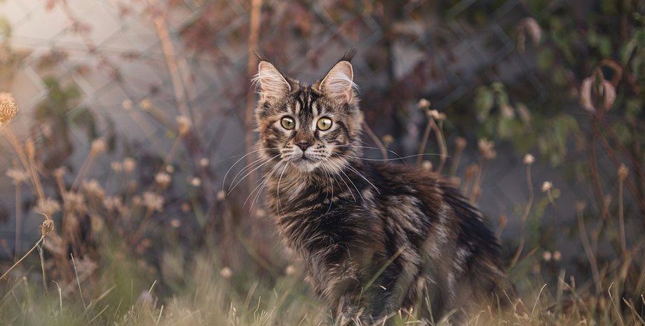 Мейн-кун, кот, домашний кот