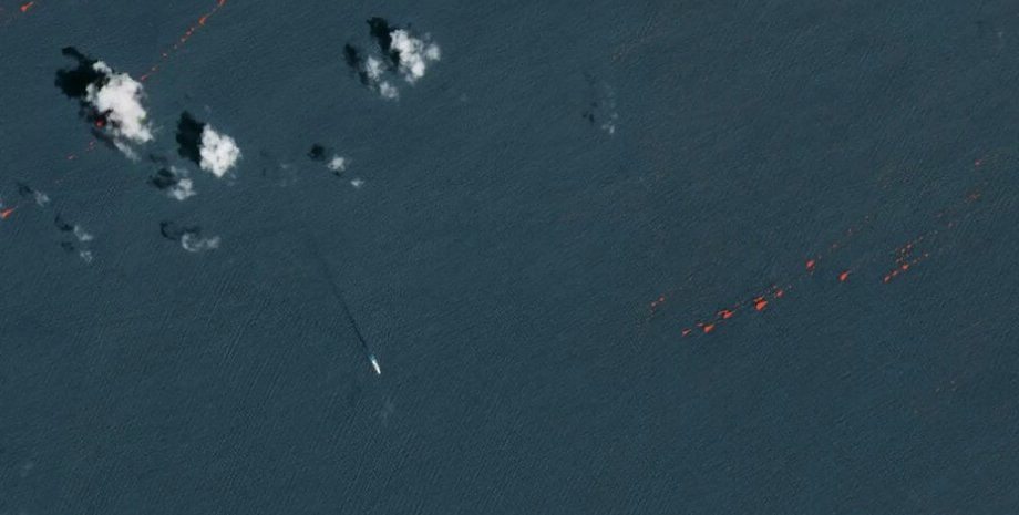 саргассум, водоросли