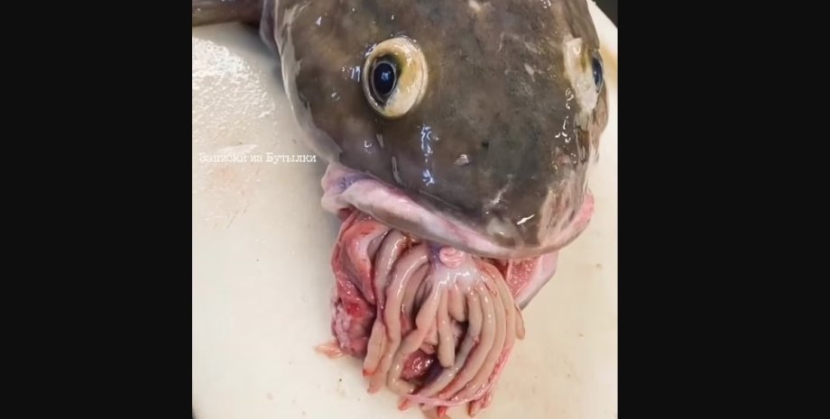 дивна риба, риба з органами з рота