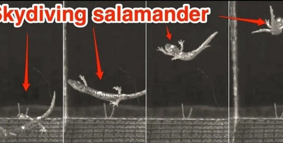 Саламандра, полет
