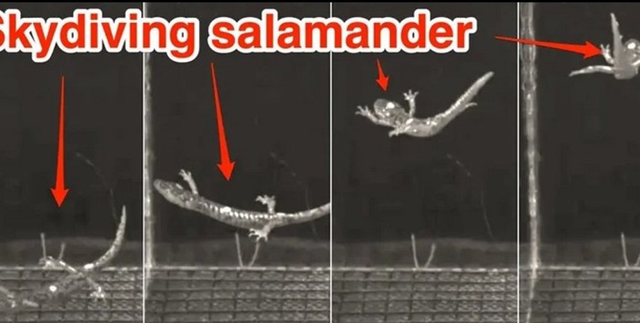 Саламандра, політ