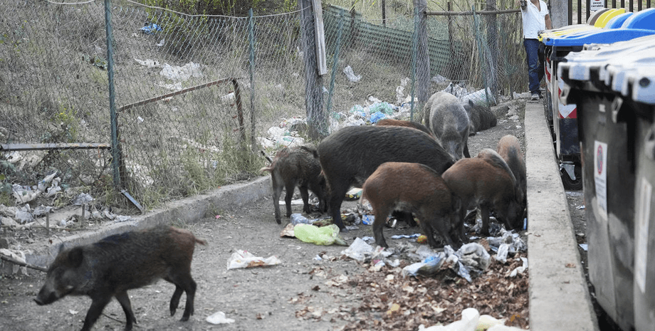 дикие кабаны, животные