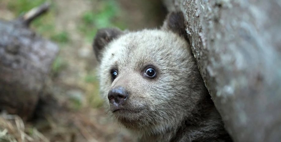 страх животных