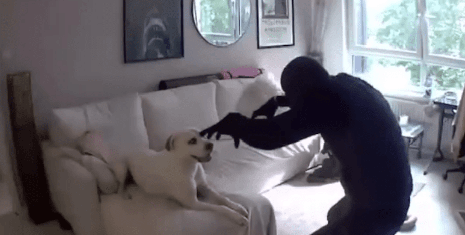 Пес подружился и играл с грабителем