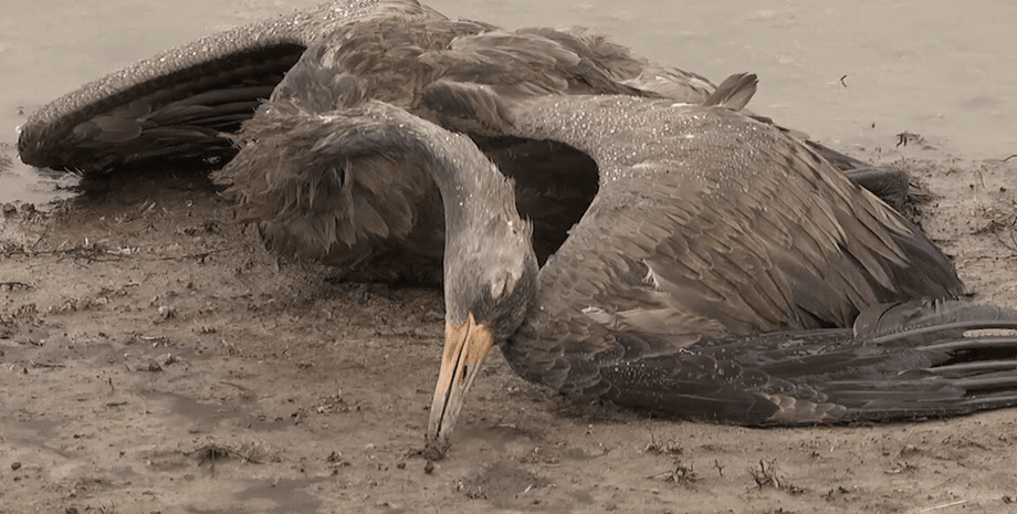 отравления в аскании новой, краснокнижные птицы