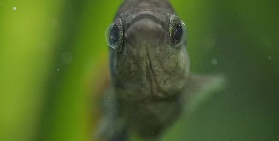 Риба Текіла