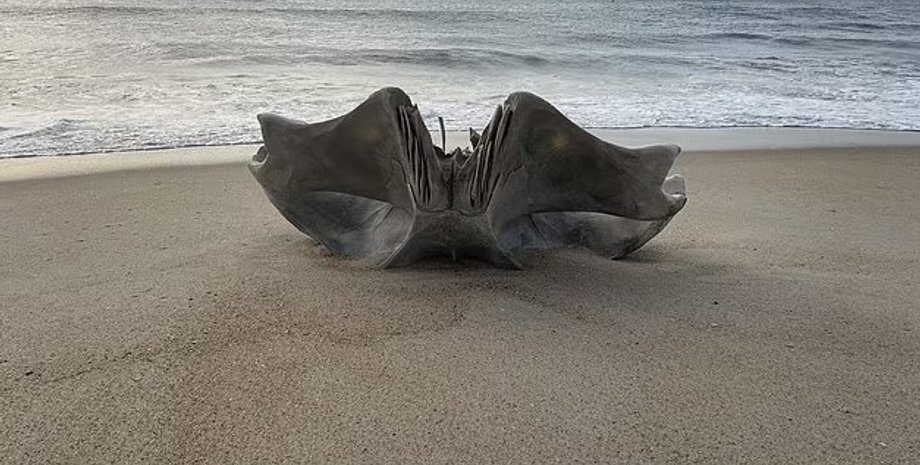 череп, фрагмент черепа