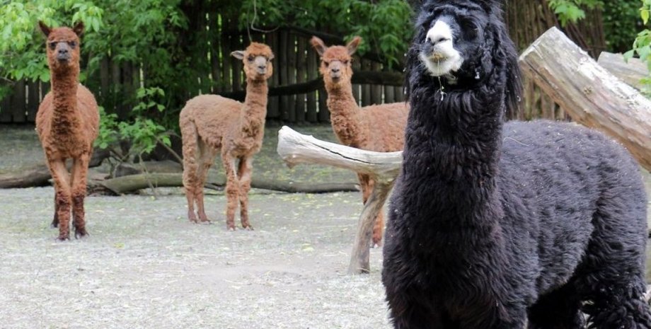 Иллюстративное фото / УНИАН