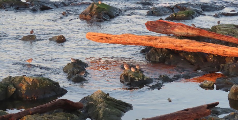 дрейфуючі колоди