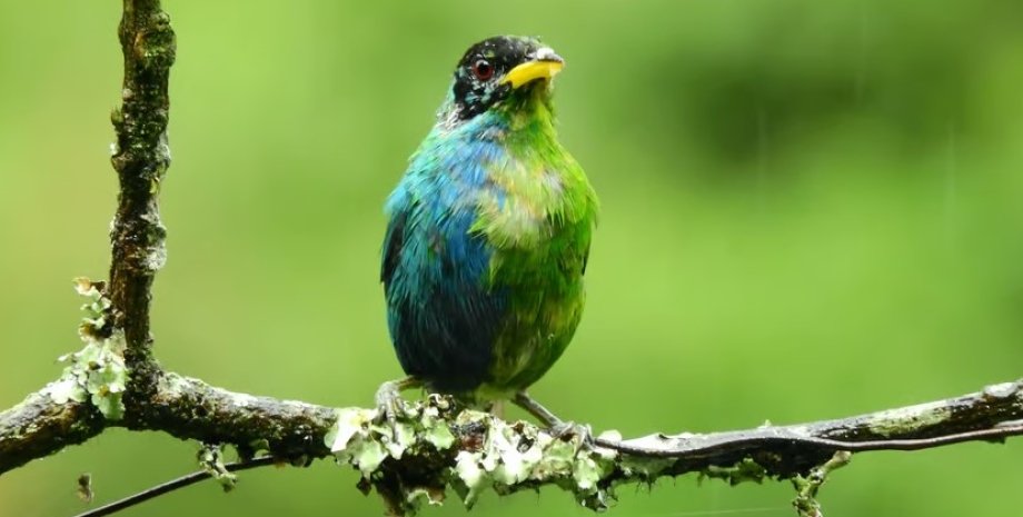 птица, зеленый саи