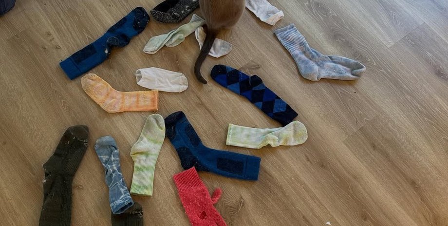 Знаменитий кіт-крадій завдає удару у відповідь: тепер цікавиться не тільки шкарпетками