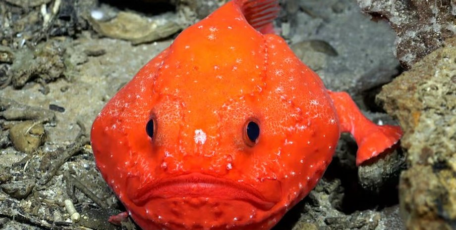 морская жаба, хаунакс