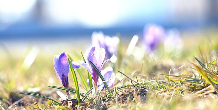 весна Погода в Україні на 13 березня