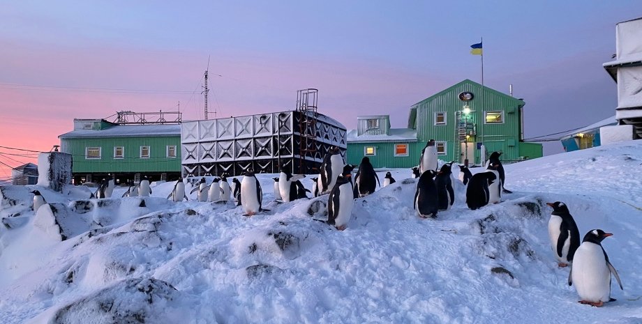 пінгвіни, академік вернадський, полярники, вчені, антарктика