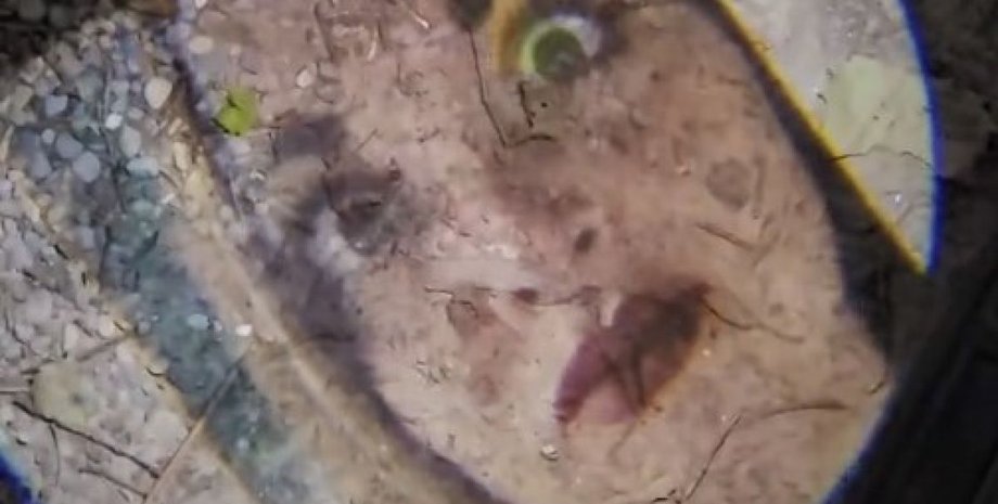 Супружеская измена, отношения, брак, супруги, курьезы, приколы, интересные истории, США, видео, тренды TikTok