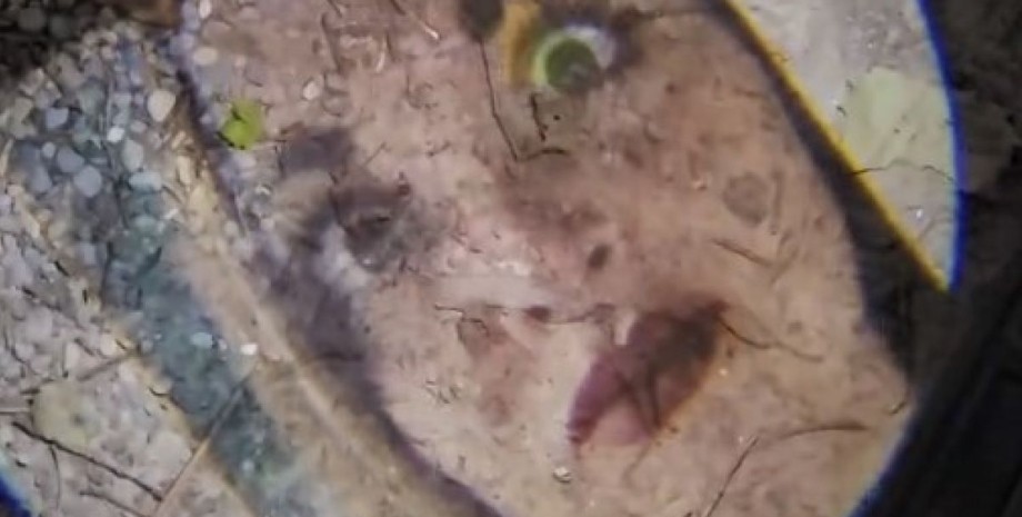 Проекція жінки Подружня зрада, стосунки, шлюб, подружжя, курйози, приколи, цікаві історії, США, відео, тренди TikTok