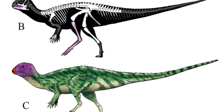 вчені, дослідження, динозавр, новий вид, археологія, палеонтологія, скам’янілість, скелет, череп, відкриття, Таїланд, Юрський період, зразок, розмір, будова, назва