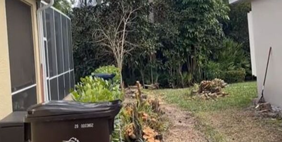 Чоловік знайшов оригінальний спосіб, як помститися сусідам, курйози, вирубка дерев