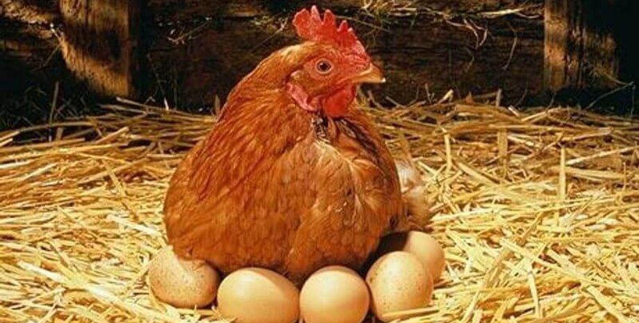 Фото: "Сельхозпортал"