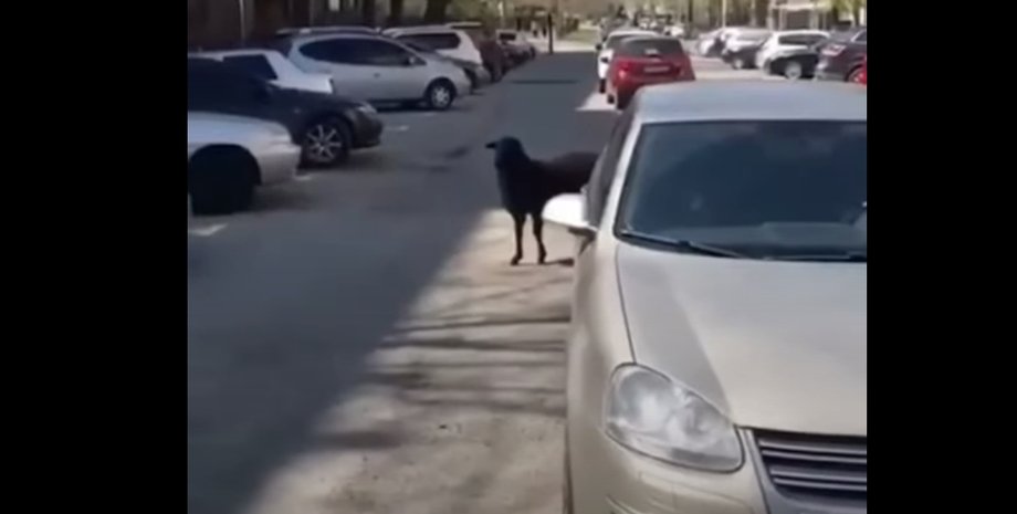 Запорожье, баран